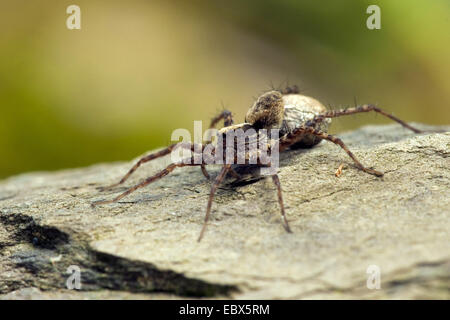 Wolf spider, araignée Pardosa lugubris (masse), assis sur un rocher, l'Allemagne, Rhénanie-Palatinat Banque D'Images