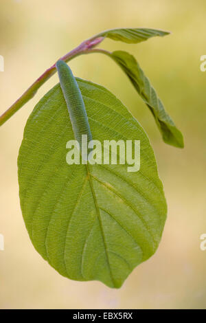 De souffre (Gonepteryx rhamni), Caterpillar assis sur une feuille de Frangula alnus, Allemagne, Rhénanie-Palatinat Banque D'Images