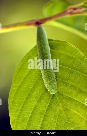 De souffre (Gonepteryx rhamni), Caterpillar assis sur une feuille de Frangula alnus, Allemagne, Rhénanie-Palatinat Banque D'Images