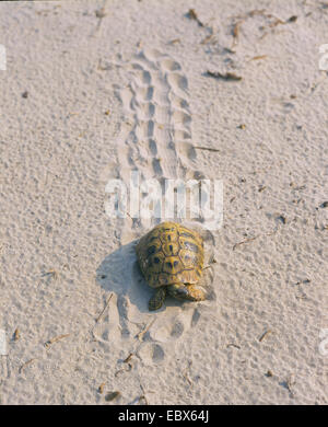 La tortue d'Hermann, tortue grecque (Testudo hermanni), la marche dans le sable, Grèce Banque D'Images