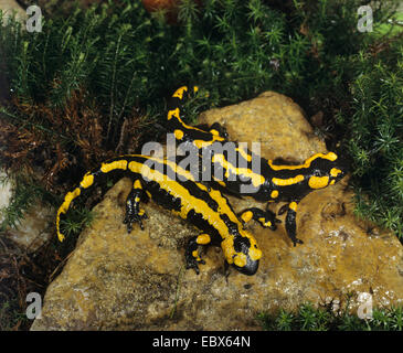 Salamandre terrestre européen (Salamandra salamandra), deux individus sur un rocher, Allemagne Banque D'Images