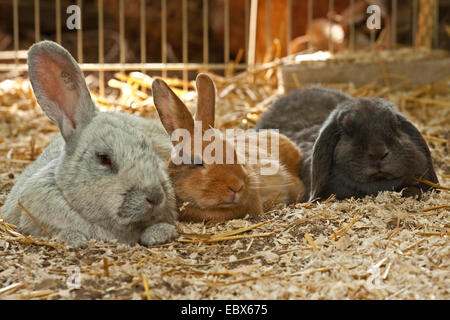 Lapin domestique (Oryctolagus cuniculus f. domestica), trois personnes se trouvant dans une cage, Allemagne Banque D'Images