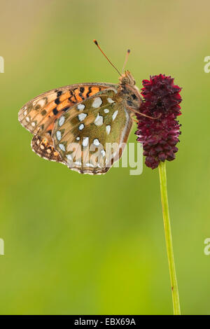 Dark green fritillary (Argynnis aglaja, Mesoacidalia aglaja), assis à pimprenelle, Sanguisorba officinalis, l'Allemagne, en Rhénanie du Nord-Westphalie, Siegerland Banque D'Images