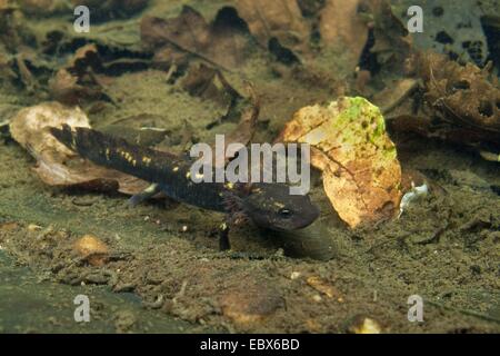 Salamandre terrestre européen (Salamandra salamandra), larve nageant à une masse d'eau, de l'Allemagne, Rhénanie-Palatinat Banque D'Images