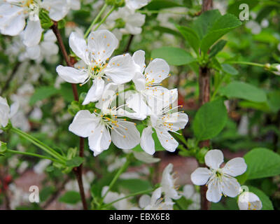 Cerisier nain, griotte, cerise (Prunus cerasus 'chattenmorelle Schattenmorelle', Prunus cerasus), fleur du cultivar Schattenmorelle Banque D'Images