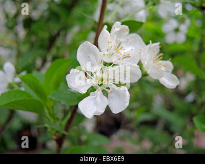 Cerisier nain, griotte, cerise (Prunus cerasus 'chattenmorelle Schattenmorelle', Prunus cerasus), fleur du cultivar Schattenmorelle Banque D'Images