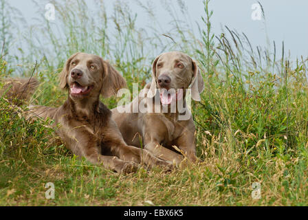 Braque (Canis lupus f. familiaris), deux chiens se trouvant dans une prairie de hautes herbes, Allemagne Banque D'Images