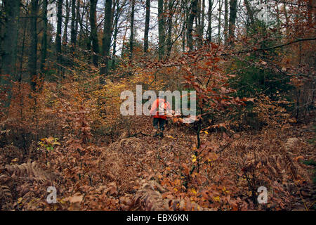 Hunter (pilote) peignant par la forêt d'automne avec une veste de couleur du signal au cours d'une battue, Allemagne Banque D'Images