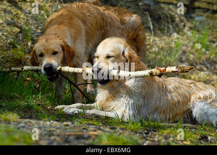 Golden Retriever (Canis lupus f. familiaris), deux chiens maintenant la direction générale de bouleau sam dans la bouche, Allemagne Banque D'Images