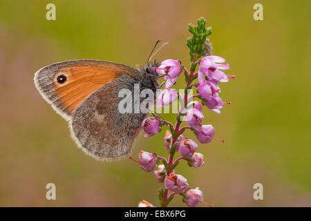 Petit heath (Coenonympha pamphilus), sucer le nectar à Heath, Allemagne Banque D'Images