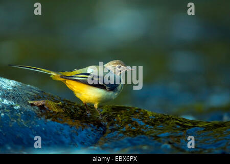 Bergeronnette des ruisseaux (Motacilla cinerea), debout dans Creek, l'Allemagne, Rhénanie-Palatinat Banque D'Images