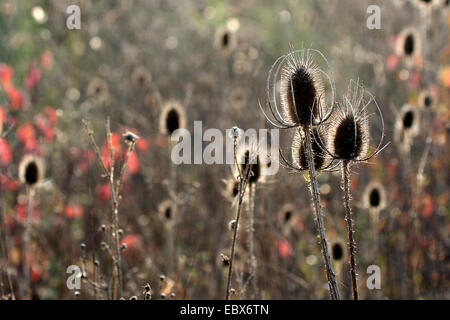 Cardère sauvage, cardère à foulon, cardère commun, commun teazle (Dipsacus fullonum, Dipsacus sylvestris), sec, Rhénanie-Palatinat, Allemagne infrutescences Banque D'Images