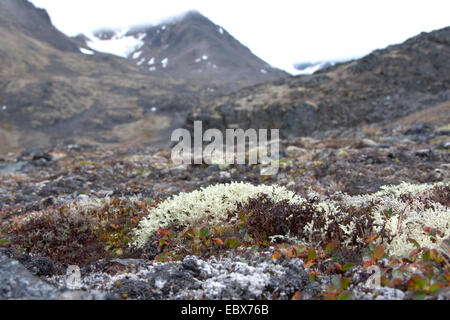 Rennes à pointe de star (lichen Cladonia stellaris), dans la toundra en face de montagnes, la Norvège, Svalbard, Fuglehuken Banque D'Images