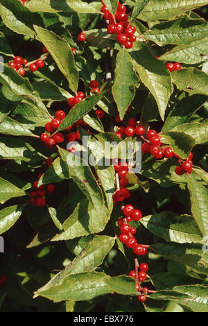 Blanche, aulne noir, winterberry houx (Ilex verticillata), des branches avec des fruits Banque D'Images