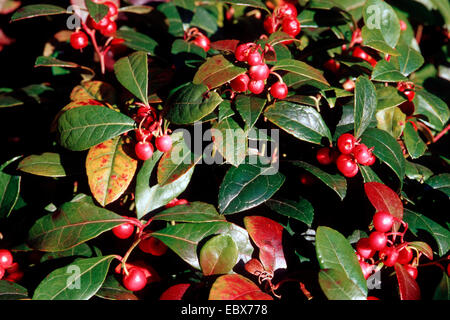 L'est de teaberry, gaulthérie (Gaultheria procumbens), avec des fruits Banque D'Images