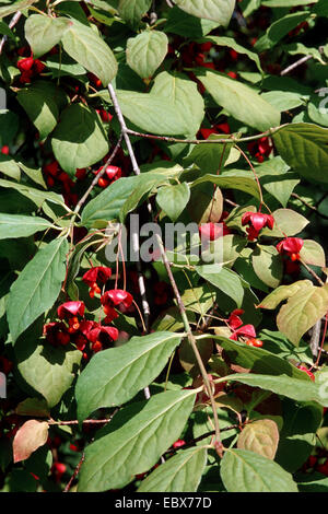 Arbre généalogique dangle Dingle (Euonymus planipes), avec des fruits, de l'Allemagne Banque D'Images