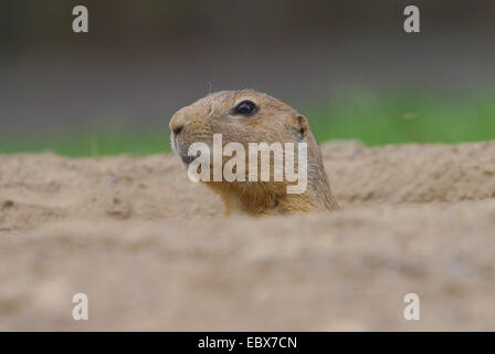 Chien de prairie, des plaines du chien de prairie (Cynomys ludovicianus), à la recherche de la fosse Banque D'Images