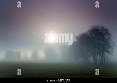 Soleil levant franchir matin brouillard sur un paysage de prairie, l'Allemagne, la Saxe, Vogtlaendische Schweiz Banque D'Images