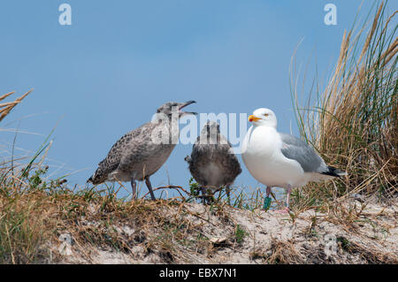 Goéland argenté (Larus argentatus), juvénile mendier de la nourriture, de l'Allemagne, Schleswig-Holstein, Helgoland Banque D'Images