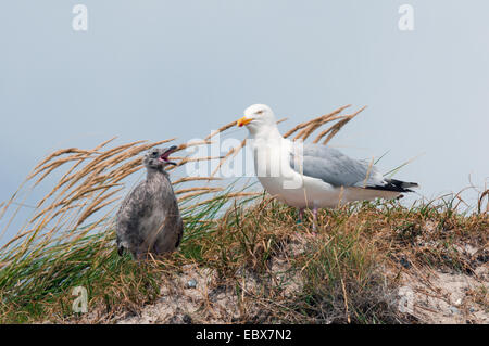 Goéland argenté (Larus argentatus), juvénile mendier de la nourriture, de l'Allemagne, Schleswig-Holstein, Helgoland Banque D'Images