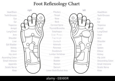 Réflexologie des pieds graphique avec une description précise des organes internes et les parties du corps. Banque D'Images