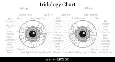 Diagnostic de l'iris ou l'iridologie graphique avec une description précise des organes internes et les parties du corps. Banque D'Images