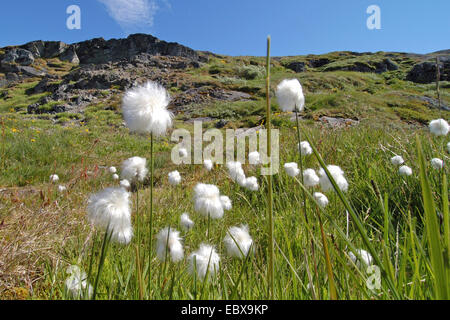 (Eriophorum linaigrette de spec.), la fructification, Groenland Banque D'Images