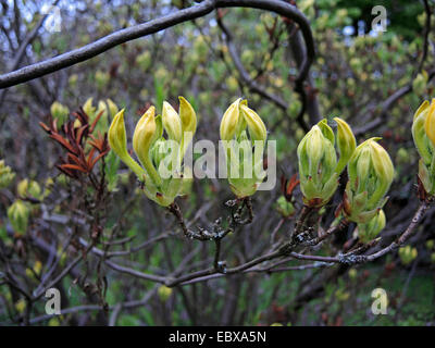 L'azalée (Rhododendron jaune jaune, Rhododendron, Azalea pontica flavum), les bourgeons Banque D'Images