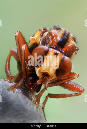 Les mouches à tête épaisse (Conopidae), portrait, Allemagne Banque D'Images