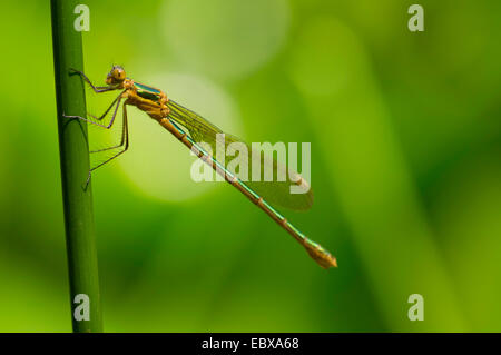 Mererald willow (demoiselle Lestes viridis, Chalcolestes viridis), à un brin d'herbe, de l'Allemagne, la Saxe Banque D'Images