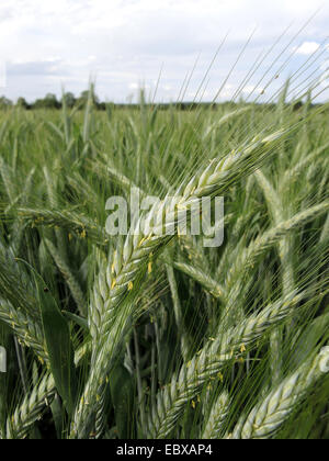 Triticale (Triticosecale,X Triticosecale), blooming, Allemagne Banque D'Images