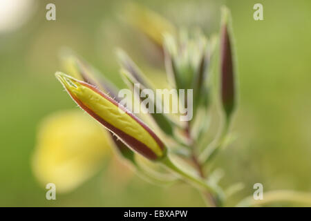 Red-Sepaled Evening-Primrose Large-Flowered, soir, soirée Large-Leaved Primerose Oenothera glazioviana (, Oenothera erythrosepala), brisant bud, Germany Banque D'Images