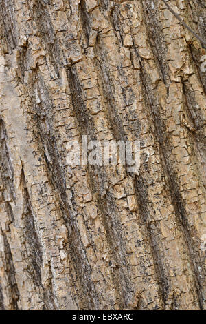 Spanish chestnut, le châtaignier (Castanea sativa), l'écorce, l'Autriche, Styrie Banque D'Images