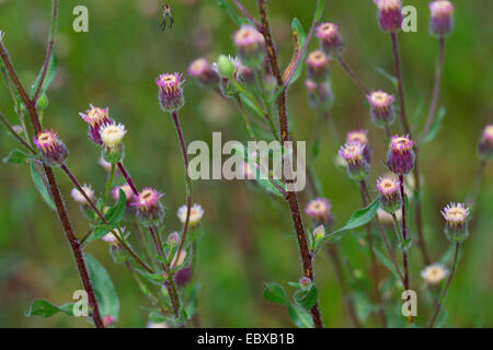 Fleabane vergerette Amer, amer, Blue daisy boréale (Erigeron acris, Erigeron acer), blooming, Allemagne Banque D'Images