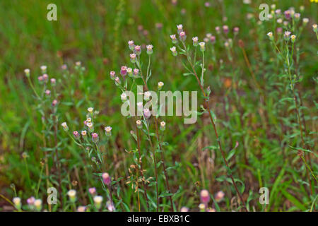 Fleabane vergerette Amer, amer, Blue daisy boréale (Erigeron acris, Erigeron acer), blooming, Allemagne Banque D'Images