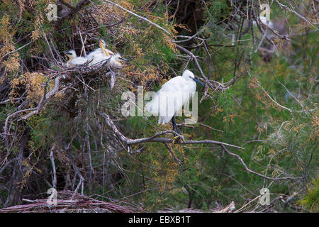 Aigrette garzette (Egretta garzetta), adulte au nid avec les poussins Banque D'Images