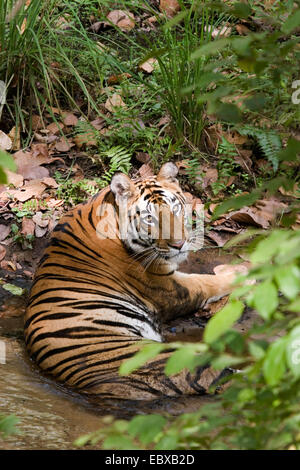 Tigre du Bengale (Panthera tigris tigris), le mensonge, l'Inde, Bandhavgarh National Park Banque D'Images