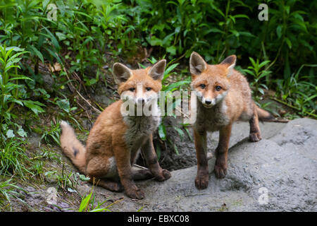 Le renard roux (Vulpes vulpes) renard, deux oursons en face de leur tanière, Suisse, Sankt Gallen Banque D'Images