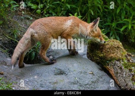 Le renard roux (Vulpes vulpes), jeune fox cub se tient juste en face de sa tanière, Suisse, Sankt Gallen Banque D'Images