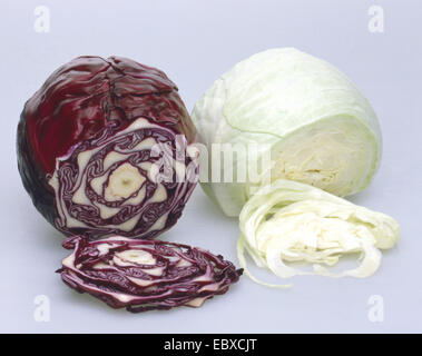 Chou blanc (Brassica oleracea var. capitata f. alba), la tête de choux, choux blancs et choux rouges Banque D'Images