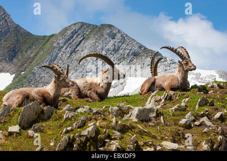 Bouquetin des Alpes (Capra ibex, Capra ibex ibex), groupe se reposant dans de beaux paysages de montagne, la Suisse, l'Alpstein, Saentis Banque D'Images