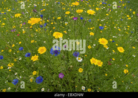 Fleurs sauvages dans jardin, Belgique Banque D'Images