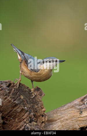 Sittelle torchepot (Sitta europaea), arbre à Snag, Belgique Banque D'Images