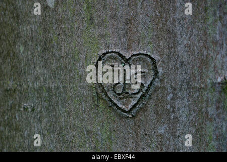 Coeur avec initiales gravées dans le tronc de l'arbre Banque D'Images