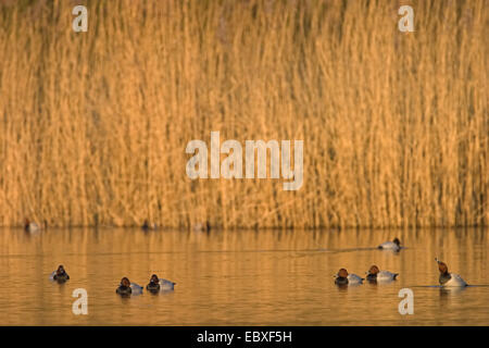 Fuligule milouin (Aythya ferina, Anas ferina), Groupe sur le lac, Belgique Banque D'Images