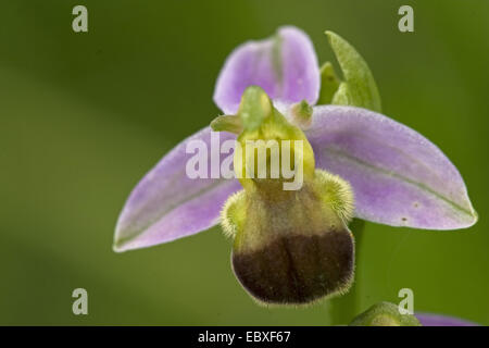 L'orchidée abeille (Ophrys apifera bicolor), bicolore, France Banque D'Images