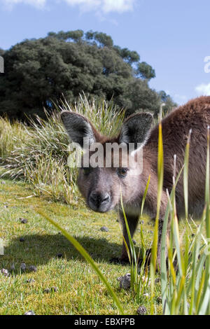 L'île Kangourou Kangourou, kangourou gris de l'Ouest ; Black-faced kangourou (Macropus fuliginosus fuliginosus), curieux individu, l'Australie, Suedaustralien Banque D'Images