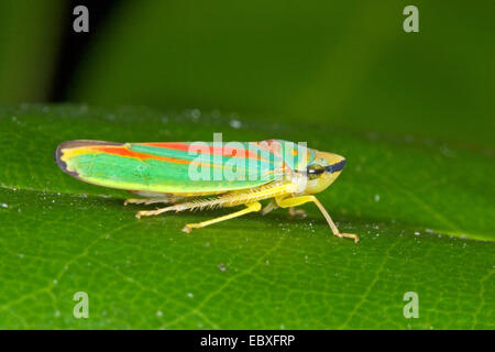 Redbanded (cicadelle Graphocephala coccinea, Graphocephala fennahi), sur une feuille, Allemagne Banque D'Images