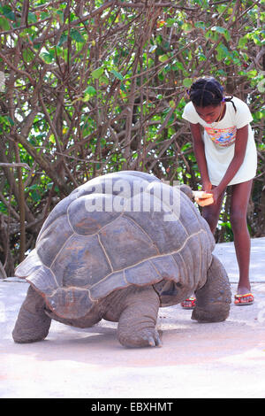 Un enfant joue avec une tortue géante vivant sur l'île de La Digue aux Seychelles et les nourrit avec le pain - Août 2013 Banque D'Images