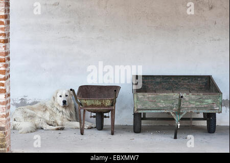 Villa Emo, Monselice, Vénétie, Italie. Le chien de la famille (un énorme Berger blanc de la Maremme ou maremmano) se réfugie à l'ombre de la chaleur estivale Banque D'Images